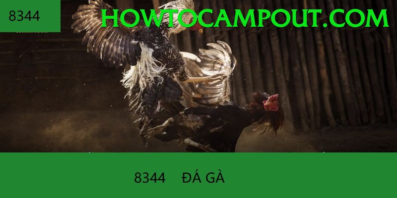 Trường Đấu Đá Gà Chuyên Nghiệp