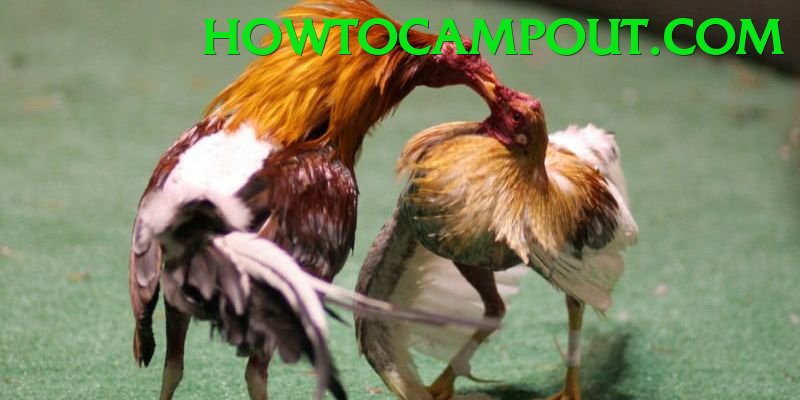 Cách Đọc Kèo Đá Gà